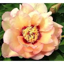 Callies Memory ITOH Peony - Click Image to Close